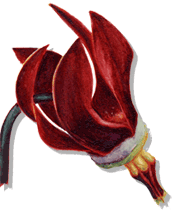 Shooting Star Logo